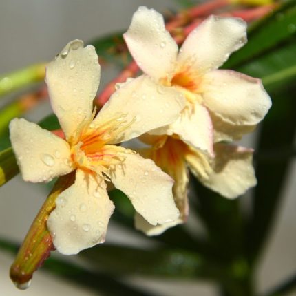 Leandru nr 50-Piros Orias