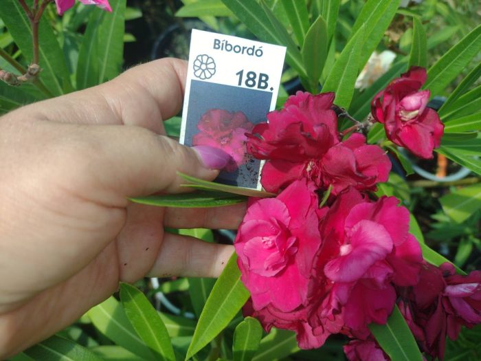 Leandru nr 18 B-Bibordo - imagine 2