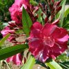 Tamoure