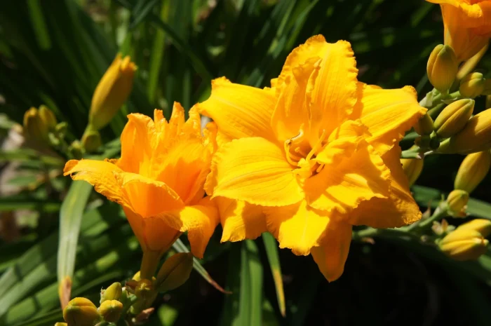 Hemerocallis Condilla - imagine 3