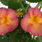 Achimenes  Dark Sun
