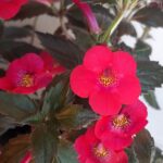 Achimenes  Fire Vortex