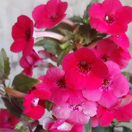 Achimenes High Voltage