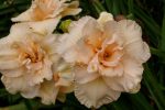 Hemerocallis Land of Cotton