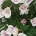 Achimenes  Milk and Honey