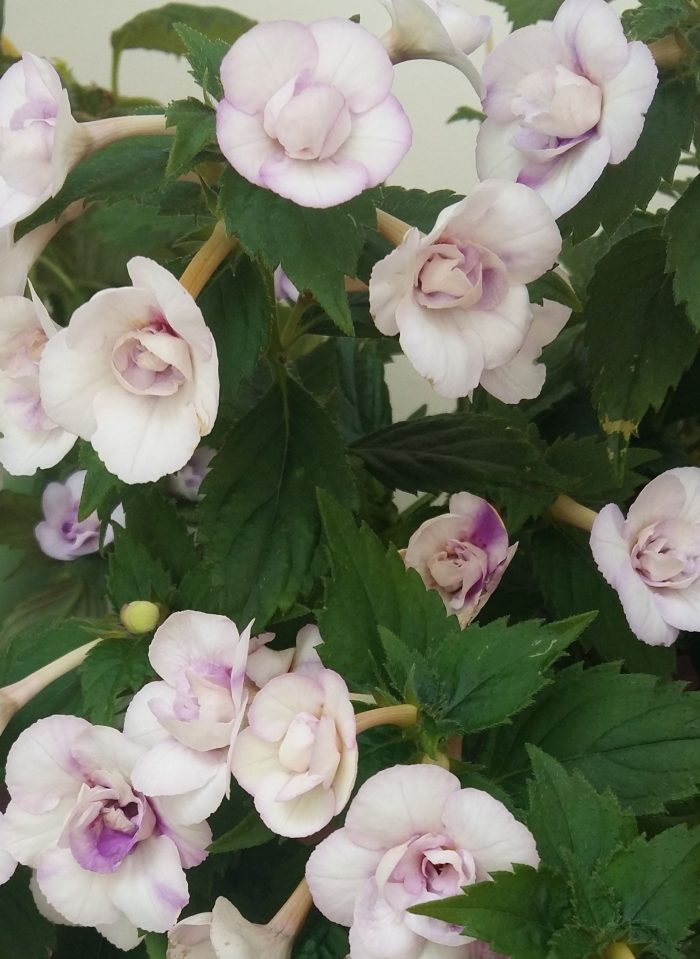 Achimenes  Milk and Honey