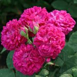 ROSE DE RESCHT(