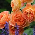 Trandafir englezesc Lady of Shalott