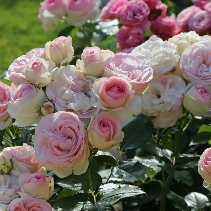 Trandafir Eden Rose 85-livrarea din octombrie - imagine 2