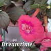Achimenes Dreamtime
