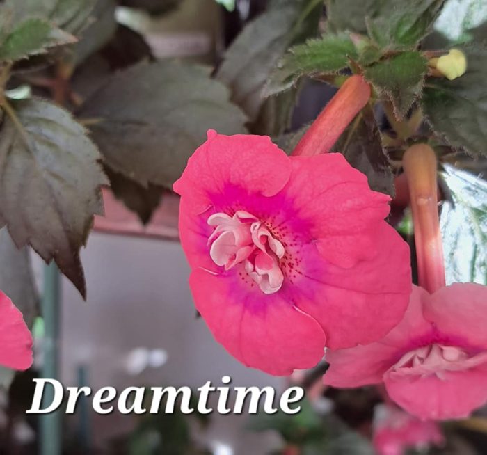 Achimenes Dreamtime