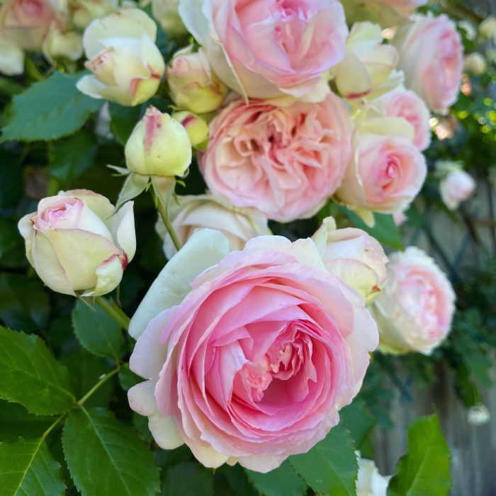 Trandafir Eden Rose 85-livrarea din octombrie - imagine 3