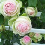 Trandafir Eden Rose 85-livrarea din octombrie-noiembrie