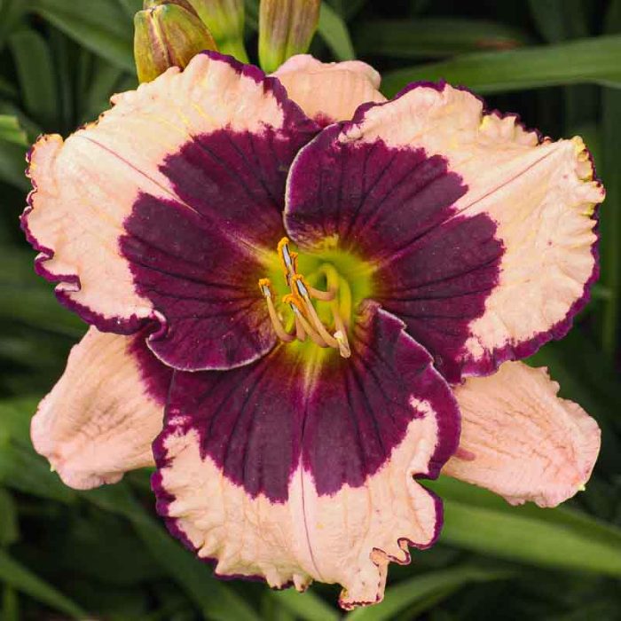 Hemerocallis Jane Trimmer - imagine 2