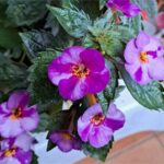 Achimenes Little Lulu