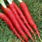 Semințe morcov Atomic Red 500 semințe -livrarea din februarie