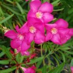 Leandru nr 129 -Magenta