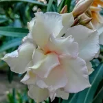 Leandru nr 72-Narancsz Balerina