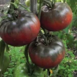 Semințe tomate Black Russian 100 semințe