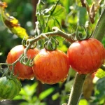 Semințe tomate Tigerella 200 semințe -livrarea din februarie