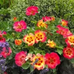 Trandafir Sunshine Babylon Eyes ®