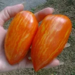 Semințe tomate Speckled Roman 100 semințe -livrarea din februarie