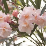 Leandru nr 78-Rokoko Rose