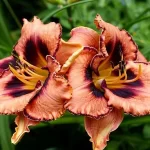 Hemerocallis Awesome Blossom