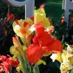 Bulbi Canna Cleopatra