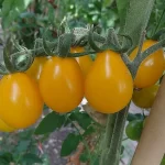 Semințe tomate Yellow Pear 200 semințe-livrarea din februarie