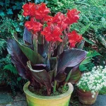 Bulbi Canna Red Futurity
