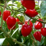 Semințe ardei iute Habanero Red 50 semințe -livrarea din februarie