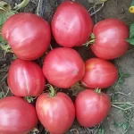 Semințe tomate Inimă de Bou Roz 100 semințe -livrarea din februarie