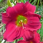 Hemerocallis Indy Rhapsody