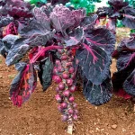 Semințe varză bruxelles Red Sprout 500 semințe
