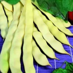 Semințe fasole Meraviglia di Venetia a Grano Nero 50 semințe -livrarea dupa 25 februarie