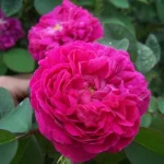 Trandafir ROSE DE RESCHT(trandafir de dulceata)