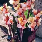 Bulbi Canna Angel Martin