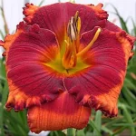 Hemerocallis Orange City