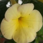 Achimenes Himalayan Sunrise