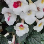 Achimenes  White Angel