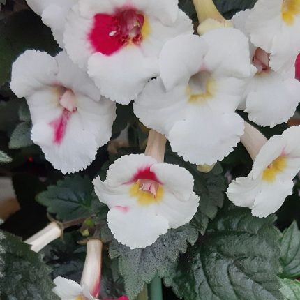 Achimenes White Angel