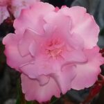 Leandru nr 110-Eugenia