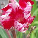 Leandru nr 77-Blue Blanc Red