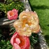 Bujor Coral_Charm_