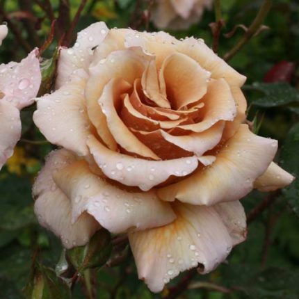 Trandafir Julias Rose