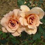 Trandafir Julias Rose