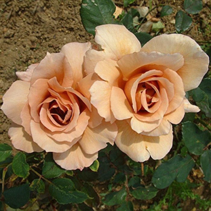 Trandafir Julias Rose