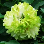 Bujor arbustiv Lu Mu Ying Yu (Green Jade) - imagine 2
