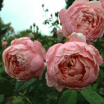 Trandafir The Alnwick Rose (Ausgrab)